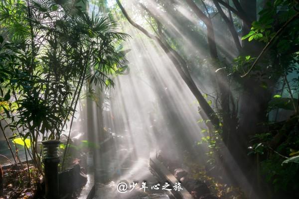 救援小巨鳄
